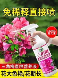 Ispecialized nutrient solution Bougainvillea, undiluted household Bougainvillea cultivation, liquid