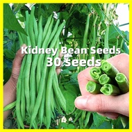 เมล็ดพันธุ์ถั่วแขก Kidney Bean Seeds - หวานกรอบ งอกง่าย 30เมล็ด/ซอง เมล็ดพันธุ์ ถั่วแขก เออรี่บุช สีเขียวอ่อน Organic French Bean Vegetable Seeds Green Beans Plants Seeds Snap Beans Seeds for Planting F1 เมล็ดพันธุ์ผัก เมล็ดพันธุ์ ผักสวนครัว บอนสี ต้นไม้