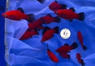 Black Tail Platy Fish/ Freshwater/ 黑尾满