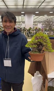 日本黑松盆栽  平松浩二