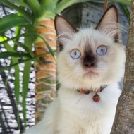 indukan ragdoll mata biru bulu gimbul rapet long hair