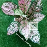 Bibit Tanaman Hias Aglonema Lady Valentine Pink Real Plant -Junarbikok