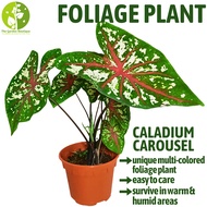 [Local Seller] Caladium Carousel Houseplant Indoor or Outdoor Foliage Plant | The Garden Boutique - Live Plants