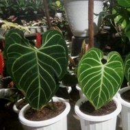 anthurium regale peru