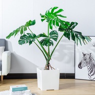 Boutique Monstera Monstera Monstera Large Potted Plant Living Room Hydroponic Four Seasons Good Rais