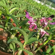 Anggrek Dendrobium Keriting Naraya