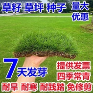 Hot-selling Instant Delivery Lawn Grass Seed Slope Protecting Green Seeds Courtyard Trimming-Free Ca