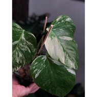 Plantaporter Monstera Borsigiana Variegated Albo