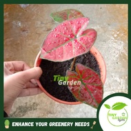 Caladium Red Plant Live Plant (PTP0202)