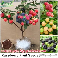 [Fast Delivery] Rare Raspberry Fruit Seeds for Planting (1000 seeds/pack, Suitable for Growing In Malaysia) - Bonsai Fruit Tree Seeds Live Plants Sweet Juicy Delicious Raspberry Fruits Potted Plant Seed Outdoor Real Plant Gardening Deco Benih Pokok Buah