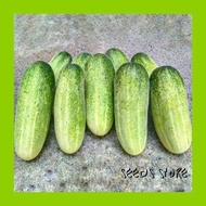 Vege Seeds (5pcs) / F1 Hybrid Timun Mini King / Mini King Cucumber / 小王黄瓜