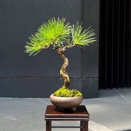 舍利盆景∣文人三河黑松 禪境盆栽