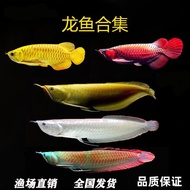 Ikan Naga Perak Berwarna-warni Goreng Ikan Hidup Ikan Feng Shui Ikan Naga Emas Ikan Naga Merah Ikan 