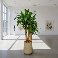 巴西鐵樹 落地盆栽 大盆栽 拿鐵棕磨石子花盆 開幕送禮 喬遷禮物