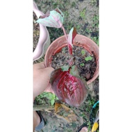 caladium double leaf