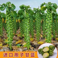 【多西多】進口小包菜種子特色抱子甘藍包心菜種高產四季盆栽大田蔬菜種籽苗