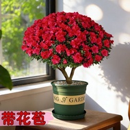 Azalea Large Potted Plant with Buds, Blooms All Seasons