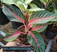 Aglaonema Plant ( Red Peacock ) With FREE plastic pot garden soil ( Real and Lowest price ) Limited 