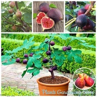 High quality seeds in stock in Thailand plump seeds fig seeds tropical Ficus carica fruit seed conta