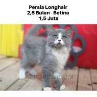 Kucing Persia Longhair Kitten Anak Kucing Persia Bulu Panjang