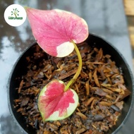 keladi caladium Dwi warna 