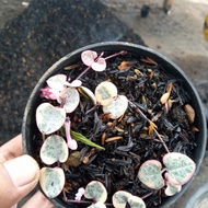 string of heart variegata