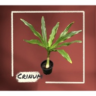 SWS - Crinum dwarf plant