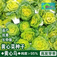 Creamy Black Vegetable Seeds Black Vegetable Seeds Cabbage Seeds Chrysanthemum Green Vegetable Seeds