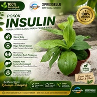 Insulin Plant Pokok Insulin Kencing Manis Diabetes