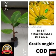 bibit pohon pisang emas kirana-bibit pohon pisang emas