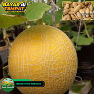 [TERLARIS] BIJI/BENIH MELON PREMIUM INTHANON GOLDEN EMERALD
