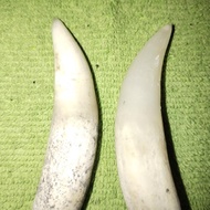 taring buaya asli panjang 4,5cm