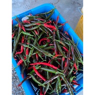 Cili Besar Sakata 461 Lada Masak Lada Merah Fresh Dari Kebun