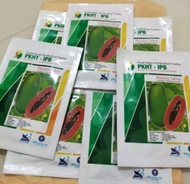 BENIH PEPAYA CALINA/CALIFORNIA IPB 9 PKHT-(250BUTIR)