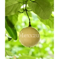 SPECIAL PROMOTION Panama Golden Rose Passion Fruit  ( 1kg ~ 3kg ) ( direct from farm )