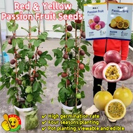 100% Original Red Yellow Golden Passion Fruit Seeds Buah Markisa Kuning Emas Benih Buah Markisa Mera