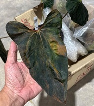 Bibit Bonggol Anthurium Variegata H030 / Kuping Gajah Hybrid Import