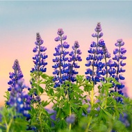 Biji Benih Bunga Tanam 20Pcs Lupinus Lupine鲁冰花种子 Garden Plant Seeds Flower Seed