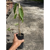 Stock Clearance - Anak Pokok Durian Udang Merah Semai Benih