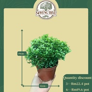 🌳Murraya Dwarf Plant🌳- [54 Weng Thye] 🏡 WHOLESALE DISCOUNT PRICE for EVERYONE, 💚 Up to 30% Discount.