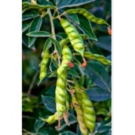 Kardis white/brown seeds/ kadyos seeds/pigeon pea/brown/white kadyos seeds(15 seeds)
