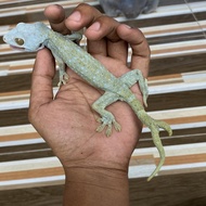 Tokek Moprh super langka ekor cabang 2