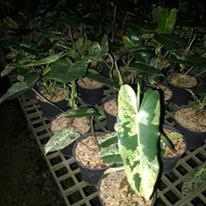 Philodendron Burle Marx Mint 3