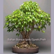 Bibit Tanaman Hias Bahan Bonsai Iprik/Spreh/ Preh Murah