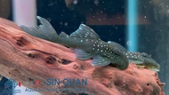 Pleco L128/Pleco/Blue Phantom Pleco/Freshwater 紫钻异型/异型鱼/L128(Sin Quan Aquaculture Enterprise)