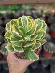 Euphorbia Poissonii - Beautiful Multi-Colour Succulent Plant