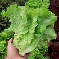 Italian Lettuce Seed - เมล็ดพันธุ์ ผักกาดหอม อิตาลี สีเขียว งอกง่าย 450เมล็ด/ซอง เมล็ดพันธุ์ ผักสลัด หัวใหญ่ กรอบมาก หวาน Hydroponics Lettuce Vegetable Seeds for Begginers Vegetable Plants Seeds เมล็ดพันธุ์ผัก เมล็ดบอนสี เมล็ดพันธุ์พืช ต้นไม ต้นไม้มงคล