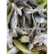 Ikan Belanak/ Kedera Masin