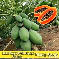 Dwarf Papaya Seeds, Red Flesh Fruit Papaya Seeds, Taiwan Red Princess Milk Large Green Papaya Seeds