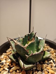 紅貓  龍舌蘭 植物 嚴龍 Agave Plant 塊根 多肉
